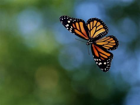 Dreams of Flight: Exploring the Intriguing World of Butterflies