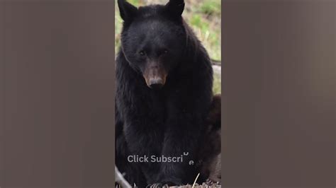 Dreams of Wildlife: My Unforgettable Encounter with Bear Cubs