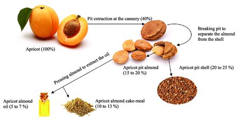 Early Life and Background of Apricot Pitts