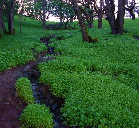 Early Life and Childhood of Clover Fields