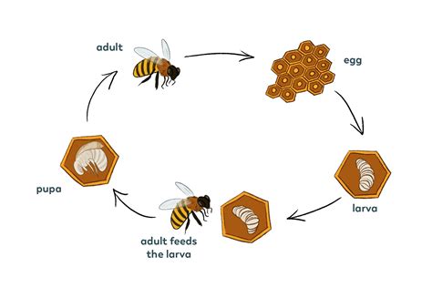 Early Life and Childhood of Moon Bee