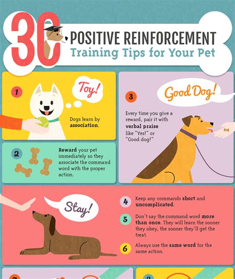 Effective Methods of Reinforcing Positive Behavior during Dog Training 