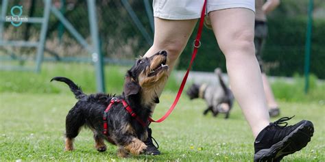 Effective Techniques for Training a Well-Mannered Canine Companion