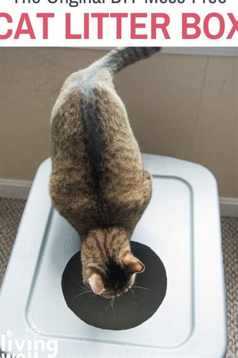 Efficient Methods for Tidying Up Feline Litter Spills