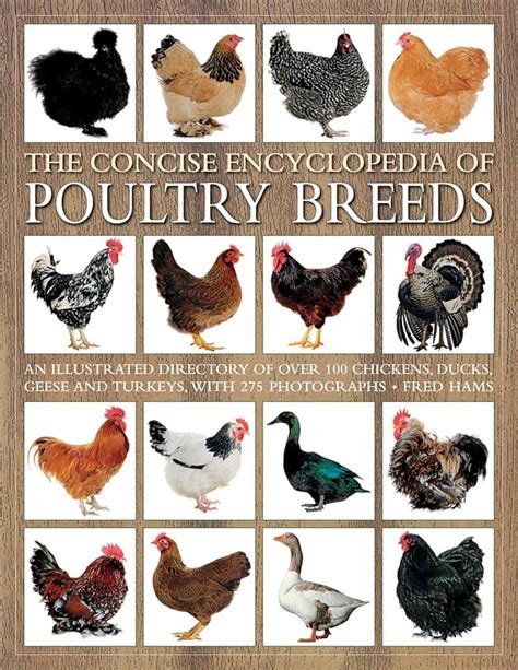 Embark on a Colorful Adventure: Exploring the Variety of Chicken Breeds