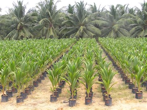 Embark on a Journey to King Coconut Plantations: Sustainable Farming Practices