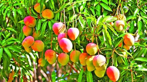 Embark on an Adventure of Planning Your Exotic Mango Harvest