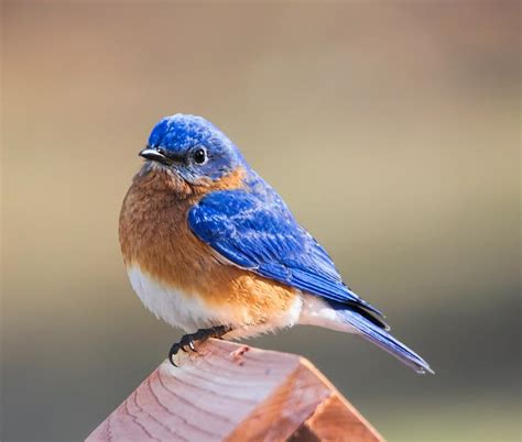 Embarking on a Fresh Journey – The Symbolic Significance of Infant Bluebirds