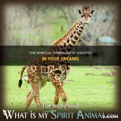 Embarking on a Journey: Deciphering the Symbolism of Giraffes in Dreams