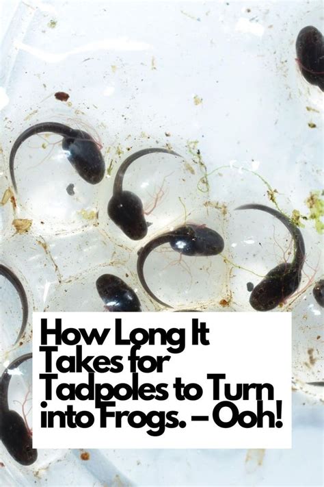 Embarking on the Symbolic Transformation: Exploring the Figurative Journey from Tadpole to Frog