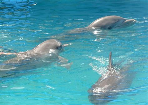 Embracing Joy: The Emotional Benefits of Swimming with Dolphins