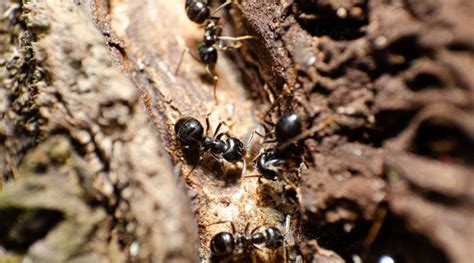 Embracing Transformation: How Reflecting on Carpenter Ant Encounters Can Foster Personal Growth