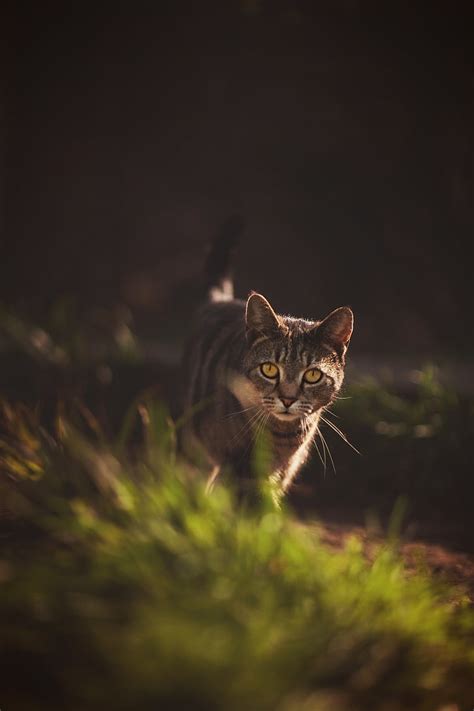 Embracing Your Inner Wild: The Symbolism of the Prowling Feline