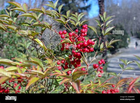 Embracing the Arrival of Spring: Selecting Colorful Plant Varieties for Your Garden