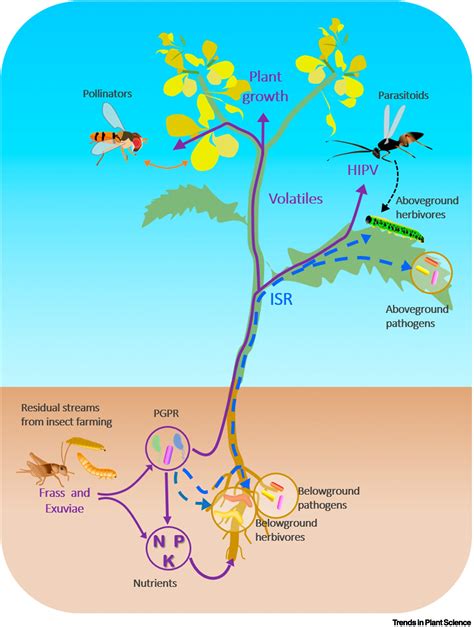 Embracing the Minibeasts: Promoting a Positive Relationship with Insects