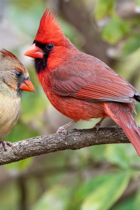 Embracing the Presence of Young Cardinals in Your Dreams