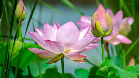 Embracing the Tranquility: How Flowers Help Create a Peaceful Atmosphere