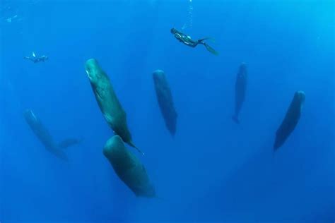 Emotional Impact of Encountering Colossal Whales in Sleep