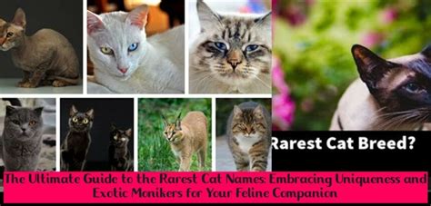 Encouraging Creativity: Embracing the Uniqueness of Each Feline