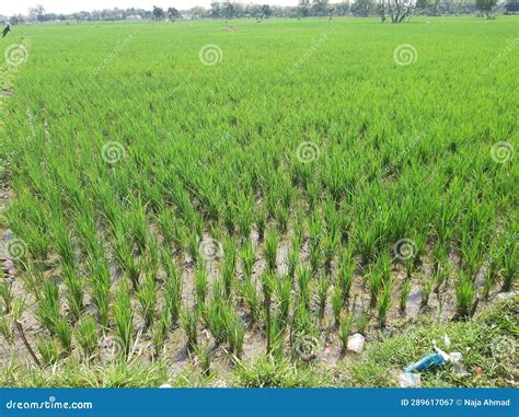 Enhancing Well-being with the Soothing Effects of Rice Fields