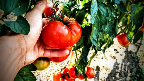 Enhancing the Taste of Crimson Tomatoes with Seasonings