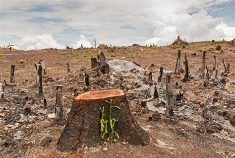 Environmental Impact of Tree Logging: Revealing the Consequences of Deforestation