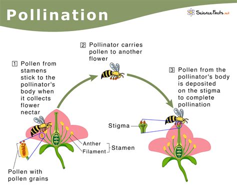 Environmental Implications: Pollination through the Eyes of Squash Blossoms