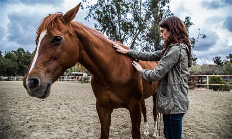 Equine Therapy: How Horses Can Heal your Body, Mind, and Soul