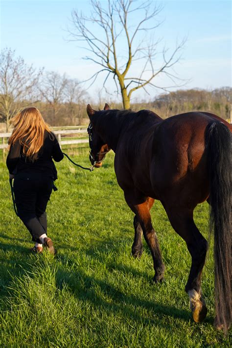 Equine Therapy: Tapping into the Restorative Power of Majestic Horses