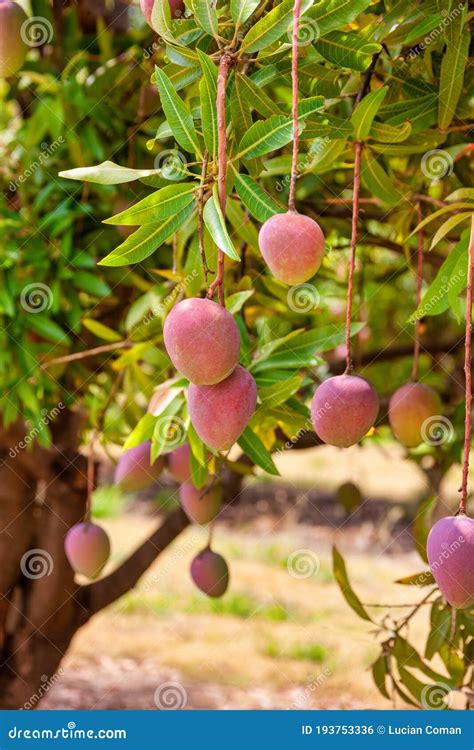 Escape to Tropical Paradises: The Enchantment of Mango Plantations