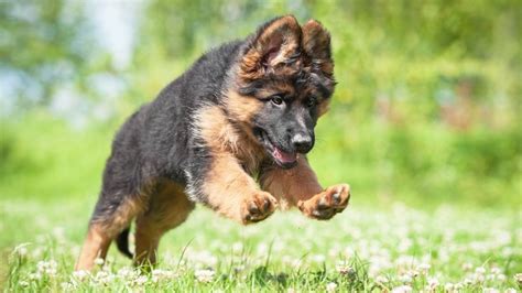 Essential Supplies for Your German Shepherd: Must-Have Items to Make Your Dog's Life Comfortable