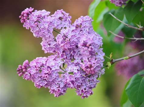 Essential Techniques for Cultivating and Nurturing a Lilac Plant: Valuable Recommendations