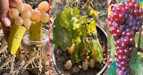 Essential Tools and Equipment: Explore the Must-Haves for Successful Grape Cultivation