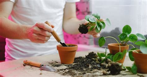 Essential Tools and Equipment for a Thriving Edible Plot