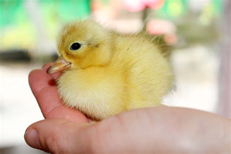 Essential tips for nurturing your adorable young poultry