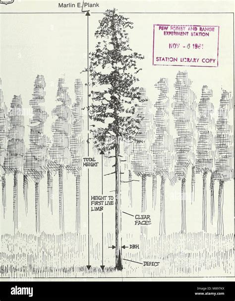 Estimating the Total Value of Pine Shizuku