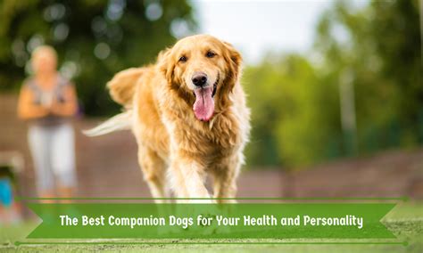 Evaluating the Health and Temperament of Your Future Canine Companion