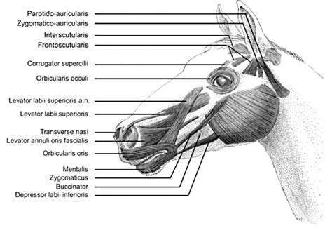 Examining the Cultural and Historical Importance of Equine Facial Representations in Oneiric Experiences