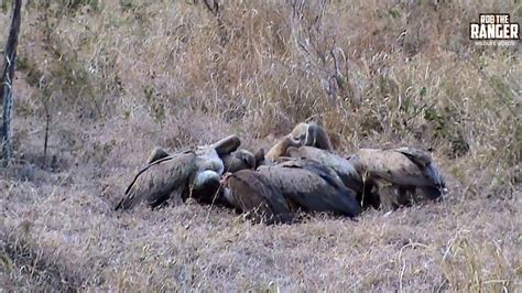 Examining the Different Contexts of Vulture Feasting Dreams