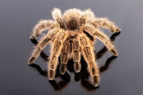 Examining the Psychological Significance of Dreaming about Tarantula Encounters