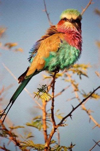 Exotic Birds: A World Bursting with Color and Elegance