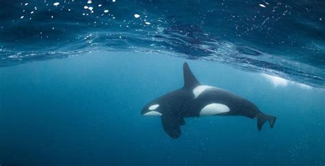 Experience the Exhilaration of Swimmers Encountering Majestic Orcas