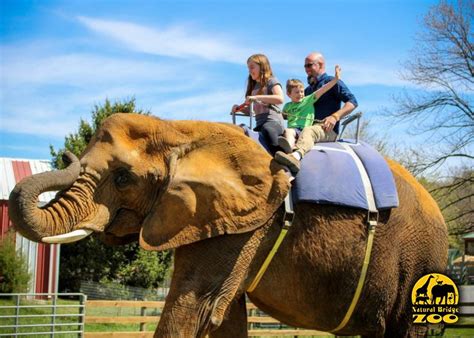 Experience the Joyful Thrills of a Virtual Elephant Ride