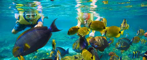 Experience the Thrill of Swimming with Exotic Fish in Tropical Waters