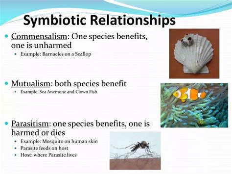 Experiencing the Marvels of Symbiotic Relationships: Fish and Their Exceptional Partners
