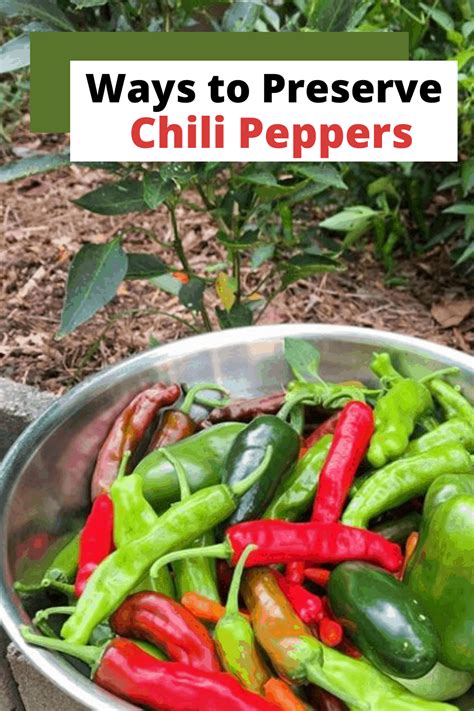 Expert Advice on Harvesting and Preserving Peppers