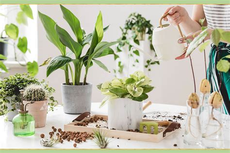 Expert Suggestions for Taking Care of Indoor Plants