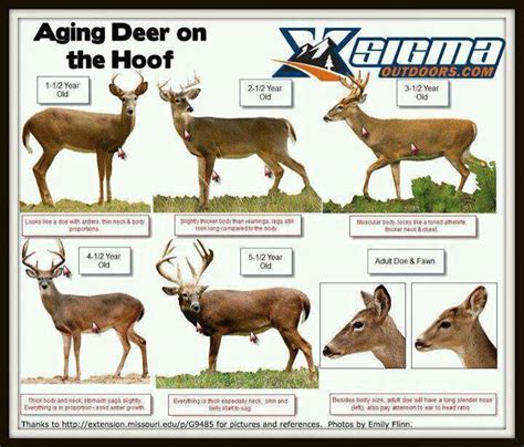 Explore Alabama Deer's Build and Body Measurements