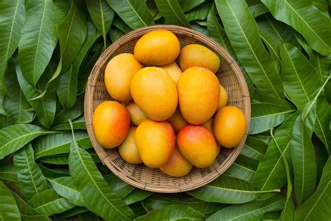 Explore Mango Havens - Unveiling Serene Paradises of Mango Cultivation