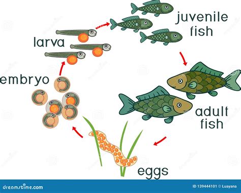 Explore the Astonishing Life Cycle of Fish: Embarking on a Journey from Eggs to Spawning